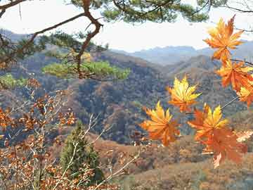 澳門平特一肖100%準(zhǔn)資點(diǎn)評(píng),澳門平特一肖，深度解析與精準(zhǔn)預(yù)測(cè)點(diǎn)評(píng)