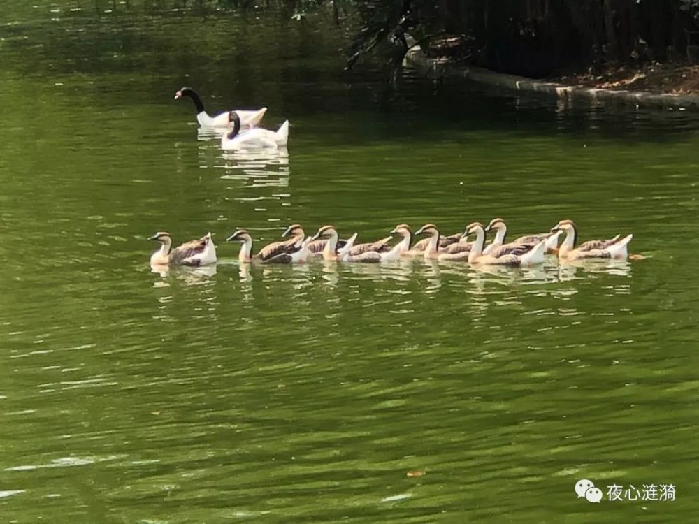 深圳野生動物園攻略（最新整理）