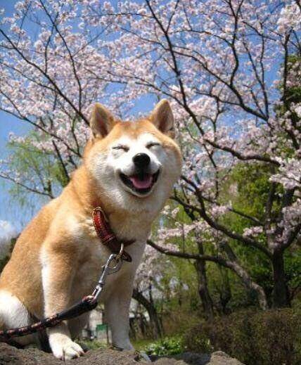 澳門一碼一肖一待一中四不像,澳門一碼一肖一待一中四不像，探索神秘與現(xiàn)實(shí)的交匯點(diǎn)