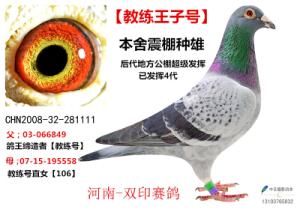 東光天宇鴿舍最新發(fā)布,東光天宇鴿舍最新發(fā)布，探索現(xiàn)代養(yǎng)鴿新境界