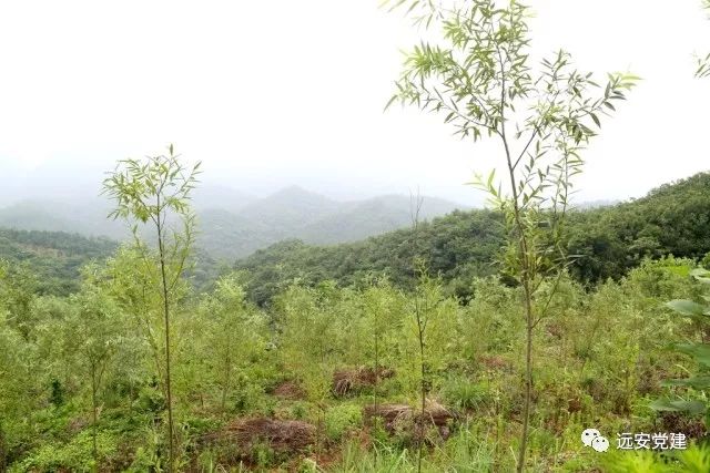 蘭州桃樹坪最新消息,蘭州桃樹坪，揭開最新發(fā)展的篇章