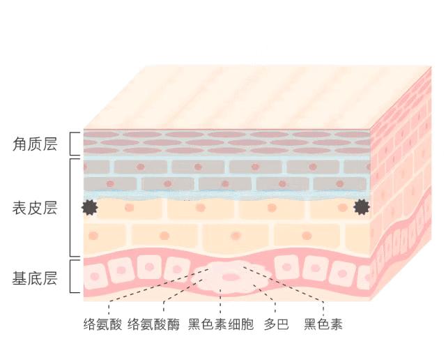 白小姐一碼一肖中特1肖,白小姐一碼一肖中特一肖，神秘與傳奇的解讀