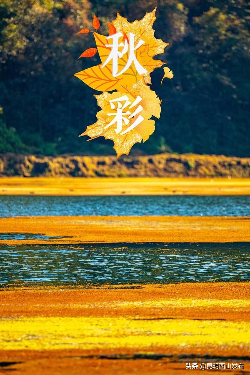 新澳門天天彩正版免費進入方法,新澳門天天彩正版免費進入方法詳解