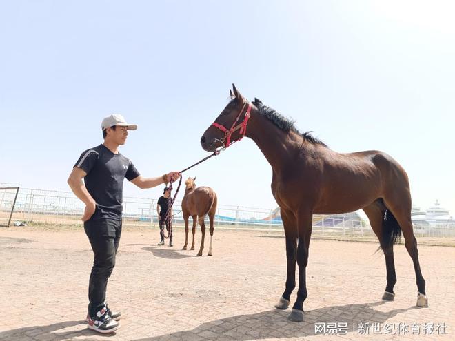 今晚澳門馬出什么特馬,今晚澳門馬會出什么樣的特馬？探索賽馬運動的神秘魅力與預(yù)測難題