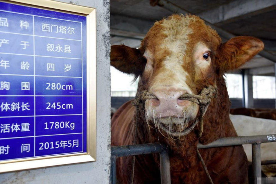 新澳門彩2025四不像圖片,新澳門彩2025四不像圖片的獨特魅力與解讀